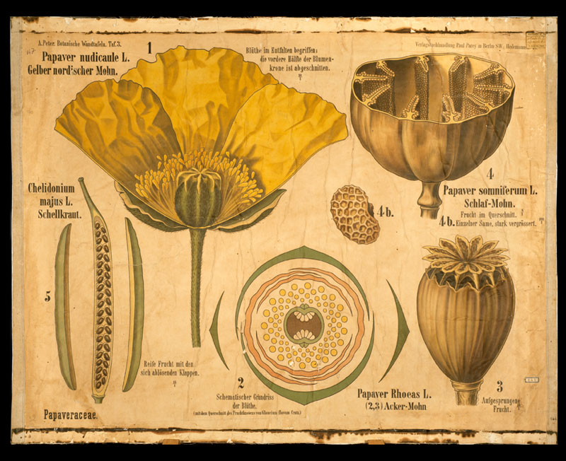 Tafel 03 Papaveraceae